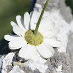 Tanacetum cinerariifolium Flor