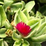 Mesembryanthemum cordifolium cv. 'Variegata' 花
