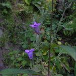 Echinacanthus attenuatus Hábito