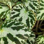 Begonia imperialis Hábito