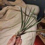 Tillandsia fasciculata ᱥᱟᱠᱟᱢ