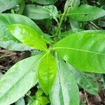 Barringtonia acutangula Leaf