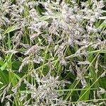 Poa pratensis Bleunienn
