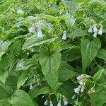 Mertensia paniculata Flor