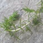 Elodea nuttallii Hoja