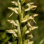 Platanthera hyperborea Floare