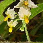 Solanum nigrum Flor