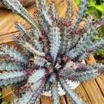 Euphorbia greenwayi Hoja