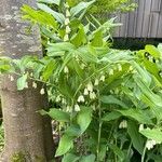 Polygonatum × hybridum Flower
