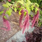 Amaranthus caudatus Blüte