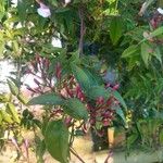 Jasminum polyanthum Muu