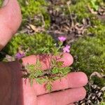 Geranium purpureumКветка