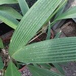 Asplundia insignis Blatt