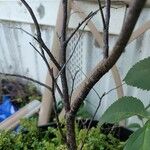 Prunus umbellata Kôra