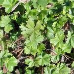 Potentilla verna Blatt
