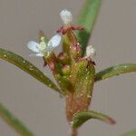 Gayophytum humile Blüte