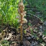 Orobanche amethystea Habit