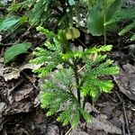 Lycopodium dendroideum Blatt