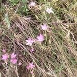 Centaurium littorale 花
