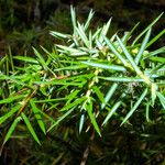 Juniperus rigida Φύλλο