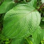 Cornus sericeaLevél