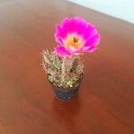 Echinocereus pentalophus Flower