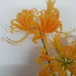 Lycoris aurea 花