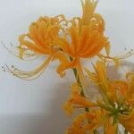 Lycoris aurea Fleur