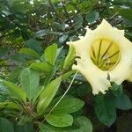 Solandra grandiflora Blomst