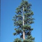 Pinus ponderosa Alkat (teljes növény)