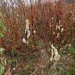 Salix lapponum Bark