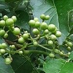 Zanthoxylum bungeanum 果實