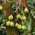 Euonymus carnosus Fruit