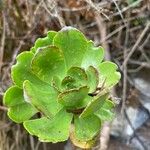 Aeonium glutinosum Blatt