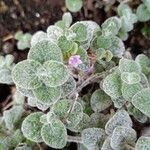 Origanum dictamnus Leaf