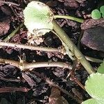 Centella asiatica Bark