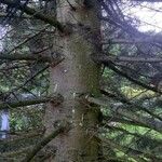 Abies concolor Bark