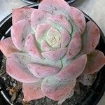 Echeveria colorata Leaf