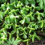 Oxalis purpurea Blad