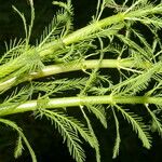 Myriophyllum aquaticum Folha