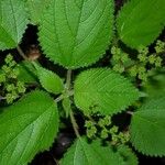 Laportea aestuans Other