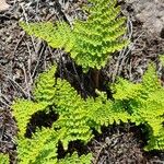 Hemionitis myriophylla Habit