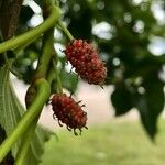 Morus kagayamae Fruit