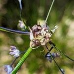 Allium caeruleum Vrucht