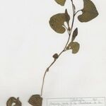 Aristolochia pallida عادت