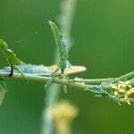 Sisymbrium officinale Лист