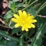 Reichardia picroides Flower