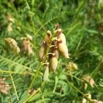 Astragalus australis Frukto