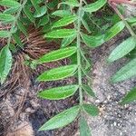 Rhus copallinum Foglia