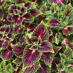 Coleus decurrens Feuille